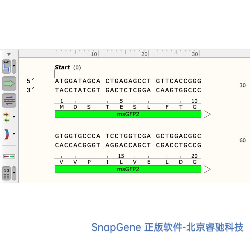 上海SnapGene软件正版