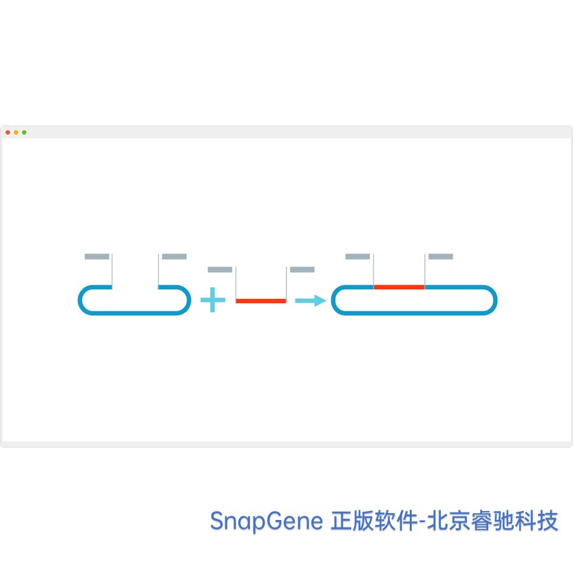 广东SnapGene软件序列号