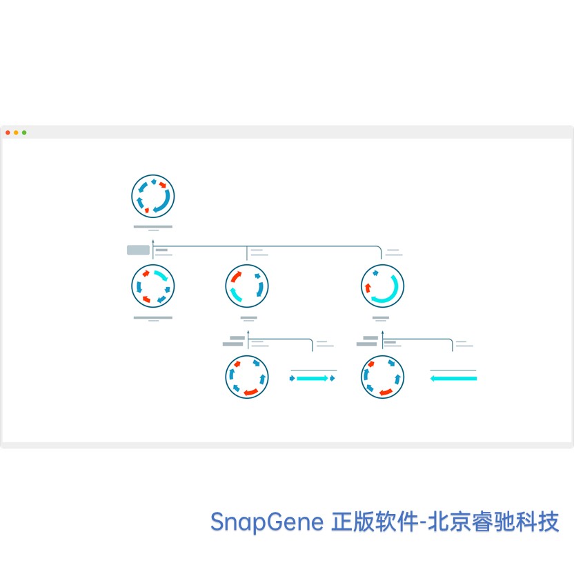 SnapGene软件安装