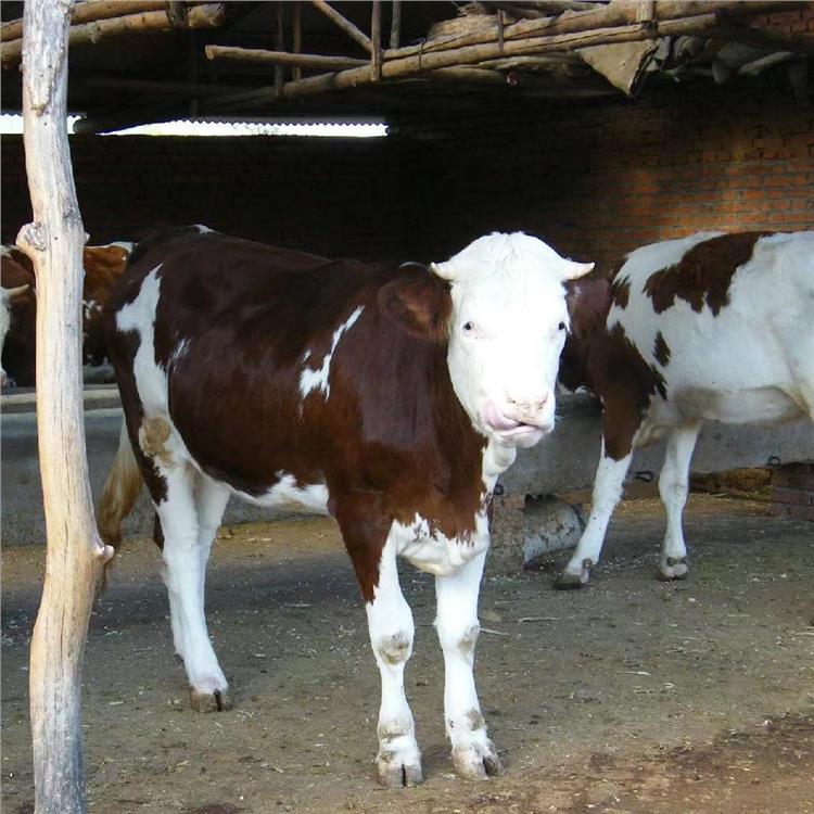 徐州西门塔尔牛养殖基地 数量充足 西门塔尔牛犊养殖场