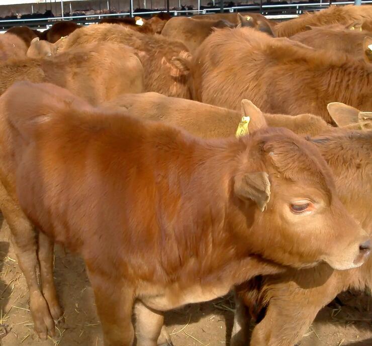 常德改良肉牛养殖基地