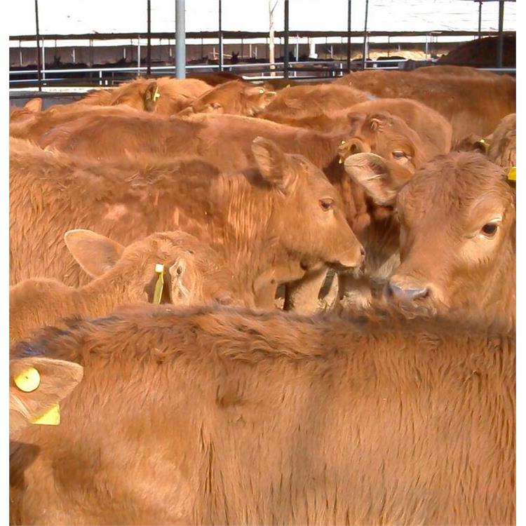 德宏改良肉牛养殖基地 数量充足