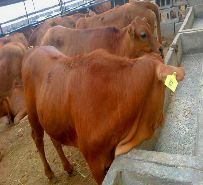 张家界改良肉牛犊养殖基地