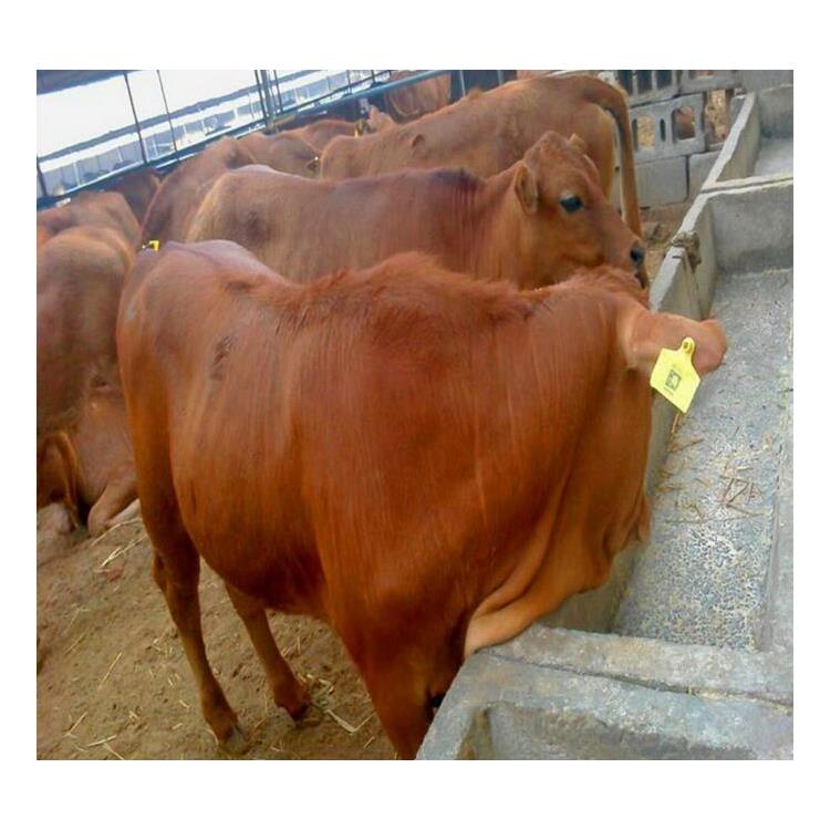荆门改良肉牛养殖基地 饲养简单 改良肉牛犊价钱
