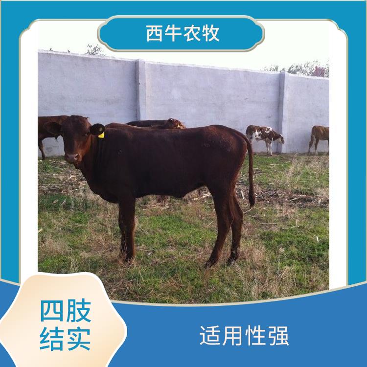 荆州夏洛莱牛养殖基地