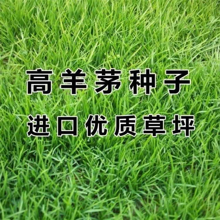 丽江高羊茅种子
