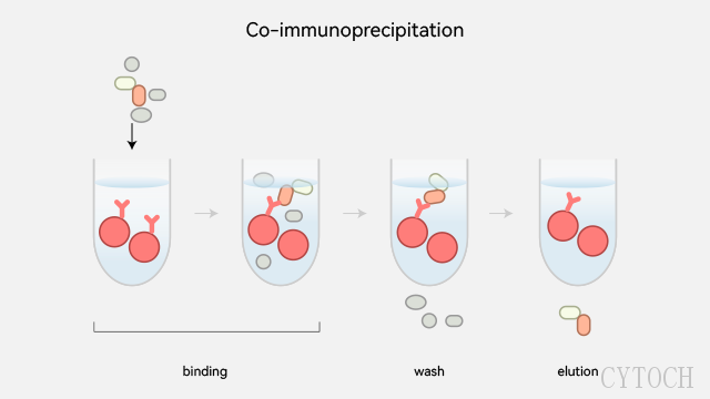 苏州Co IP*沉淀实验原理,*沉淀