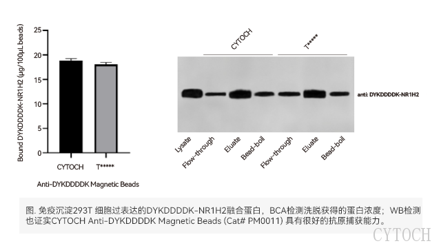 Protein AG*沉淀磁珠现货,*沉淀