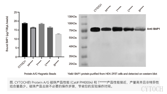 Protein AG*沉淀磁珠现货 上海世途科生物科技供应