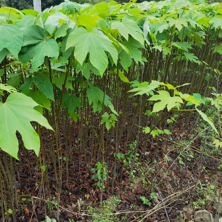 高度40厘米千年桐袋苗  千年桐树苗  油桐苗   