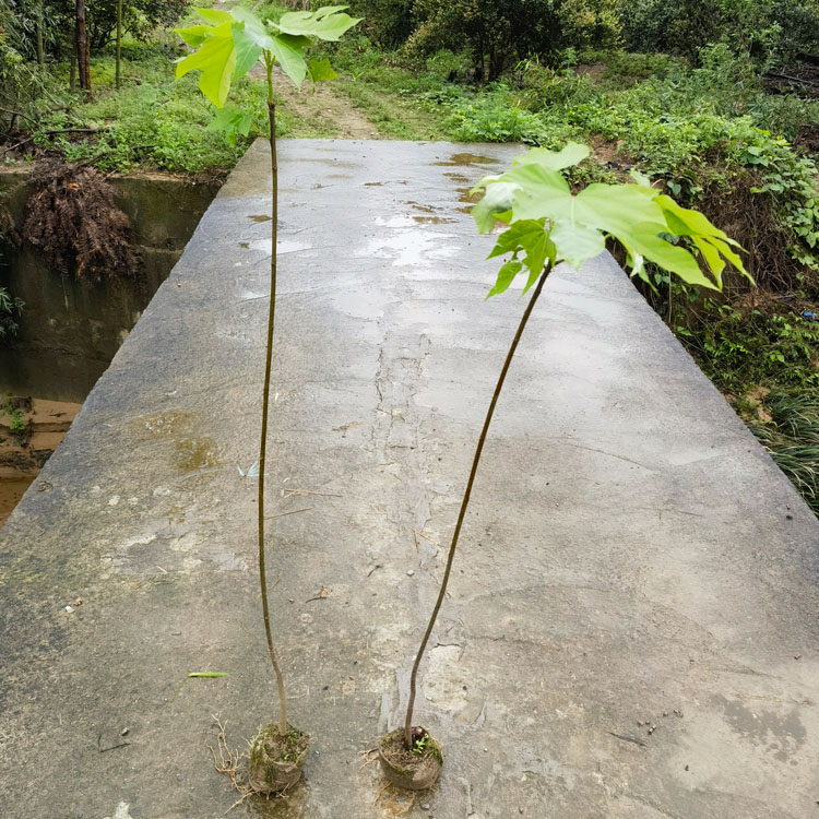 高度40厘米千年桐袋苗  千年桐树苗  油桐苗   